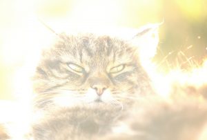 Minki gegen Sonne