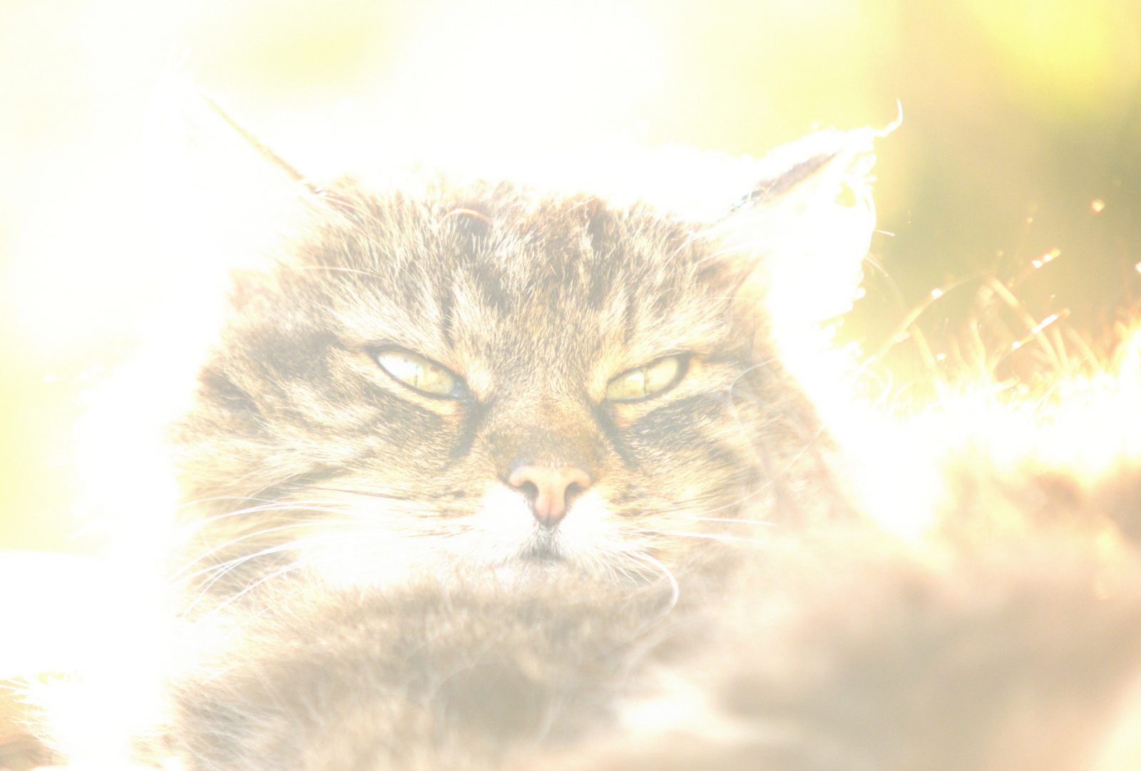 Minki gegen Sonne