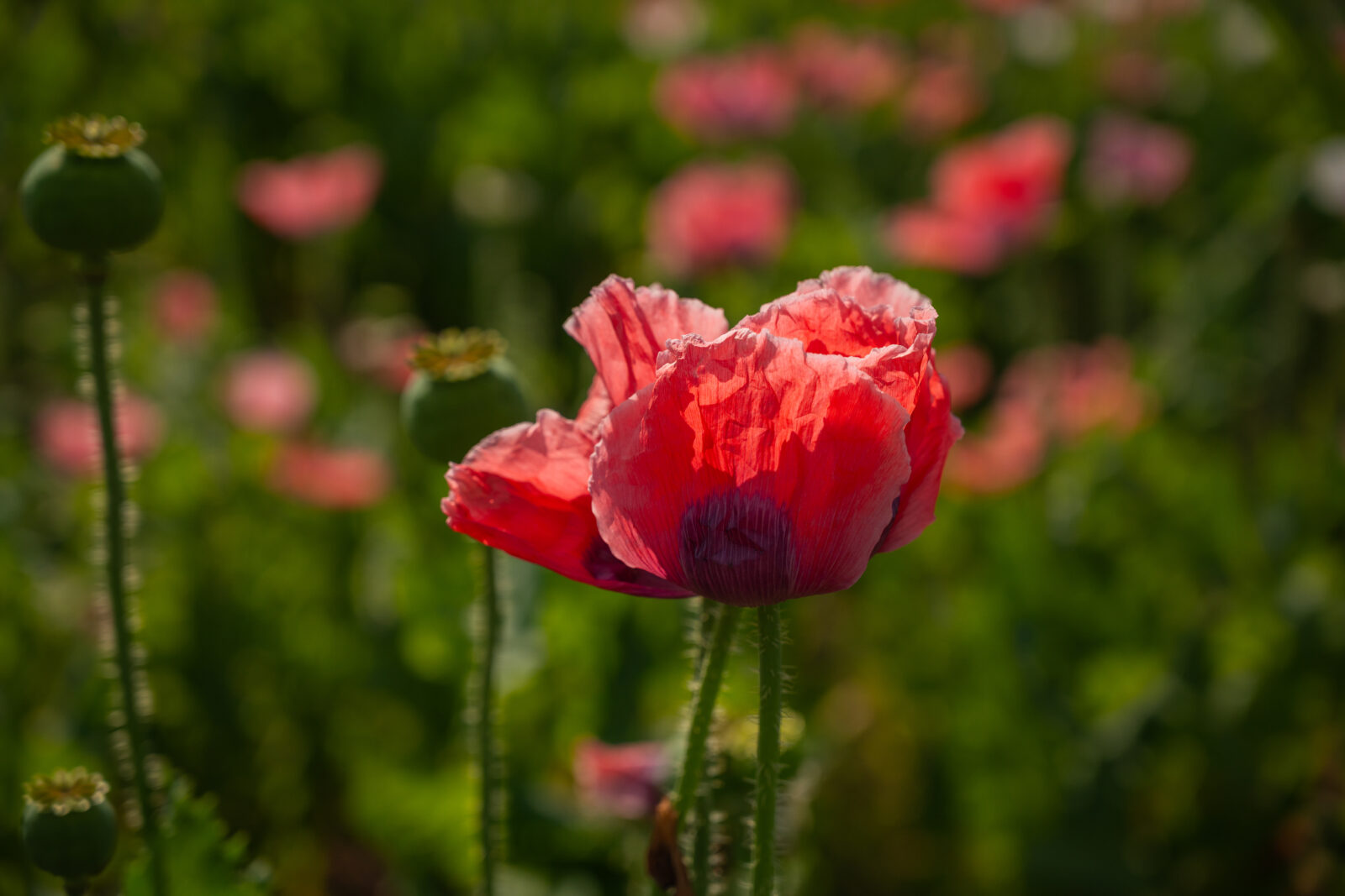 Mohnblüte Waldviertel