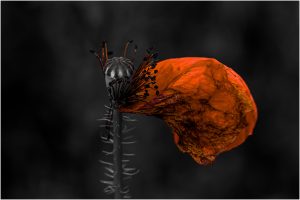Mohnblumenblatt