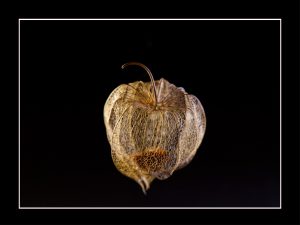 Physalis