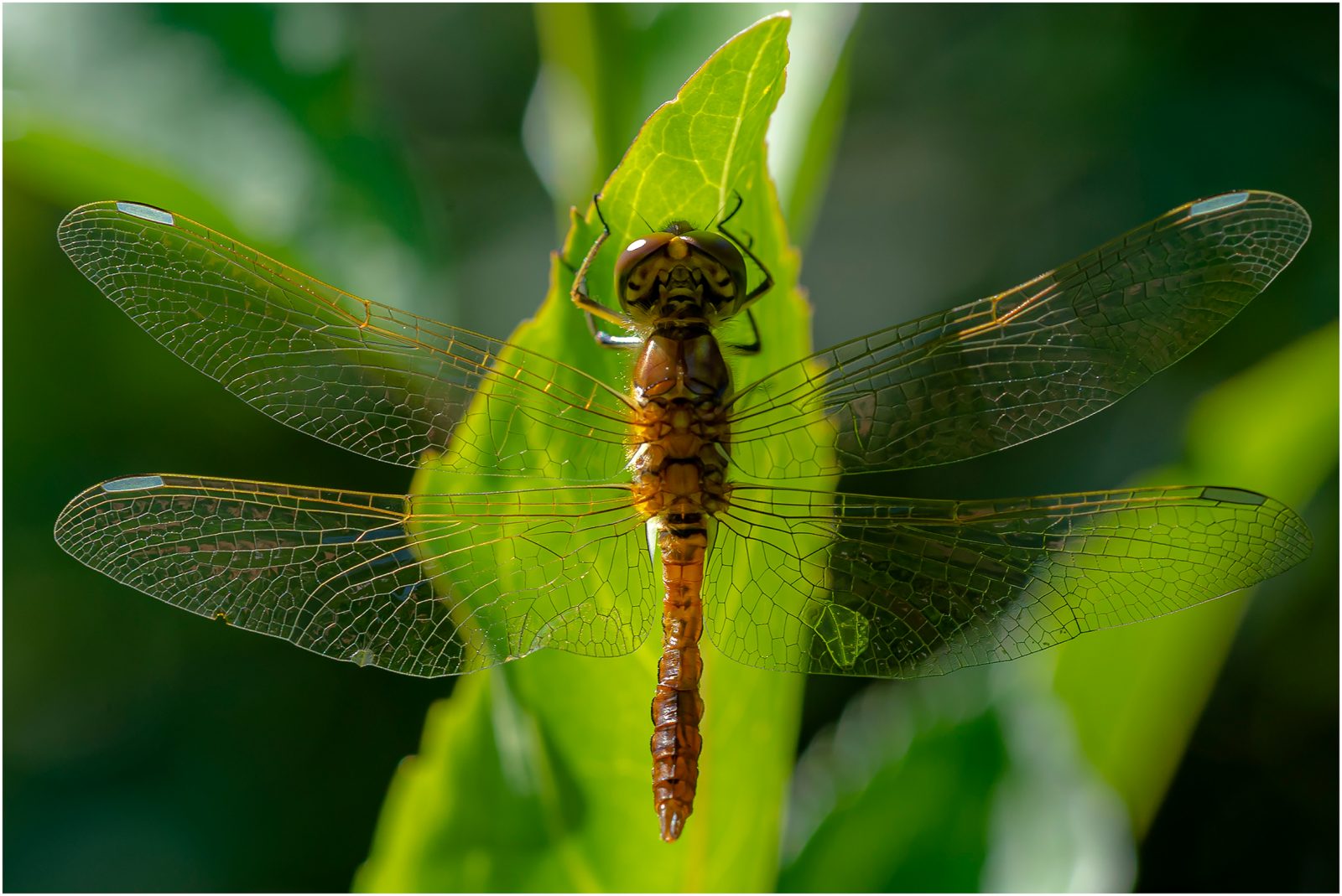Plattbauch Libelle Weibchen