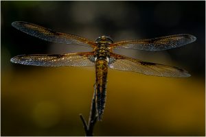 Plattbauchlibellenweibchen 1