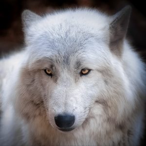 Polarwolf