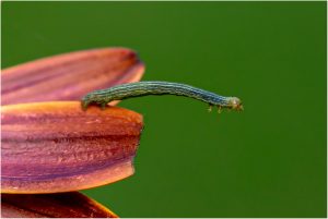 Raupe in der Luft
