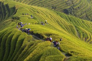 Reisterrassen in Pingan_China