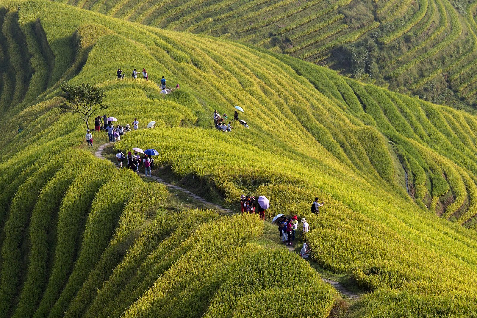 Reisterrassen in Pingan_China