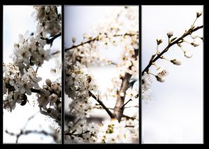 Na_Helmut Dittler_ Blüten