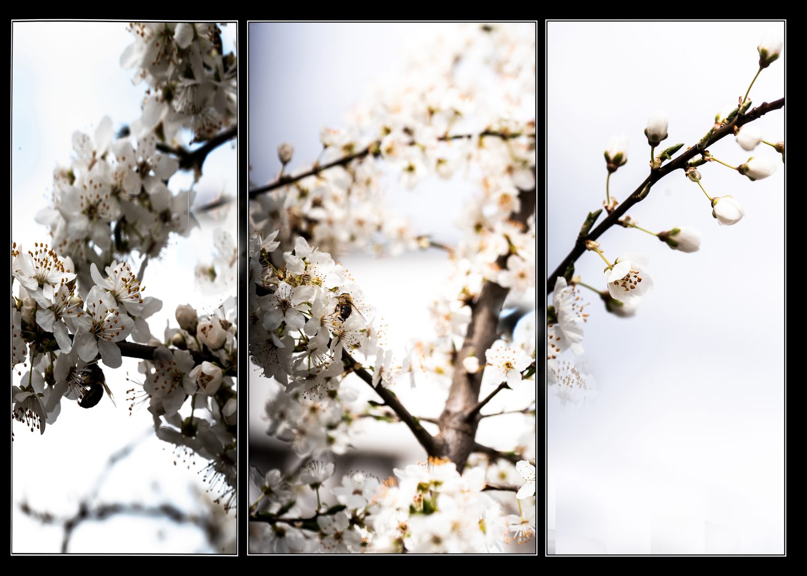 Na_Helmut Dittler_ Blüten