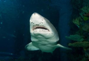 Sandtiger (Carcharias taurus)