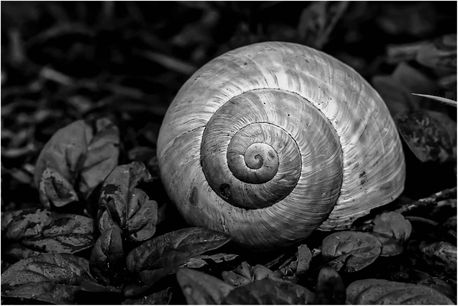 Schnecke sw