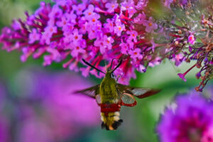 Schwalbenschwänzchen (2)