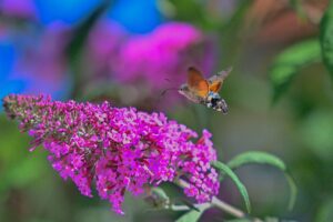 Schwalbenschwänzchen