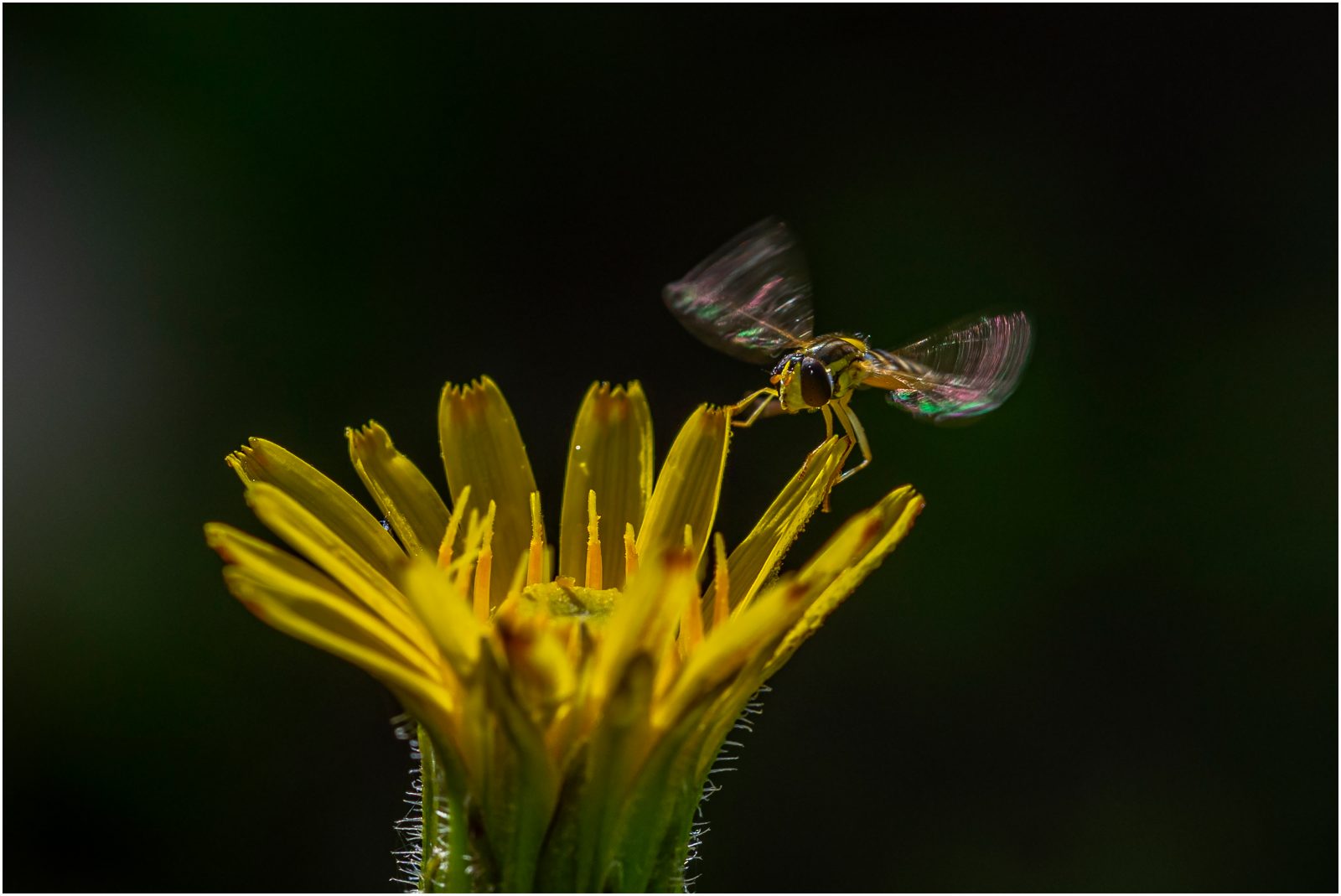 Schwebfliege fliegt