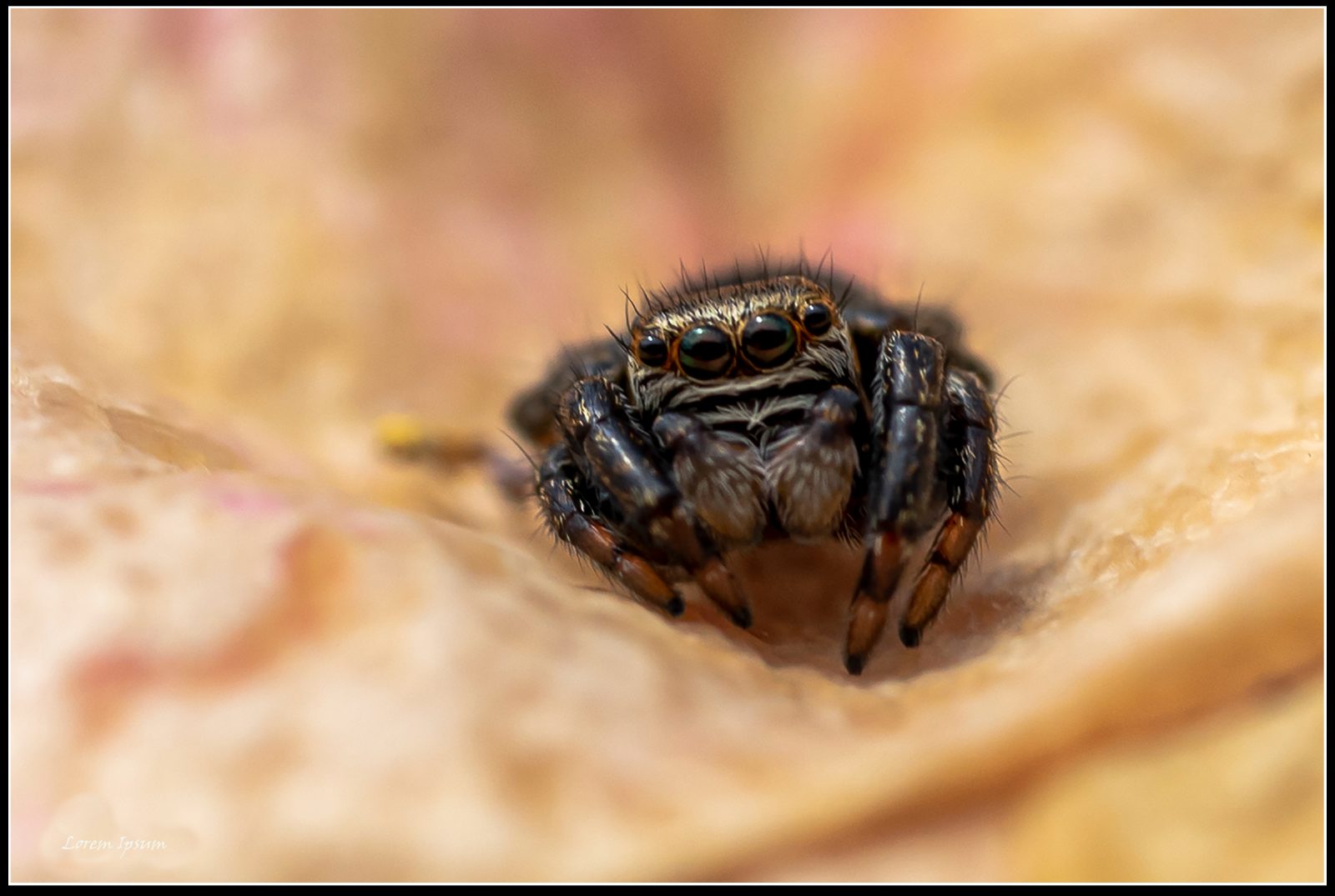 Spinne