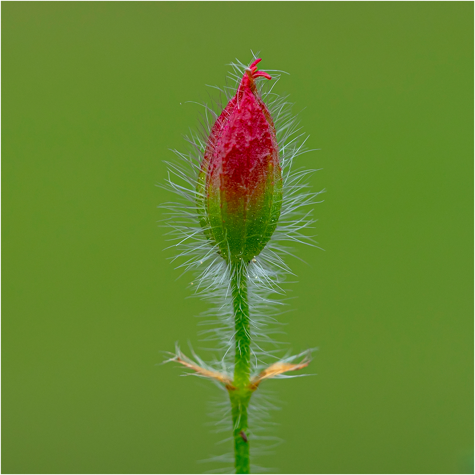 Storchenschnabelknospe Farbe
