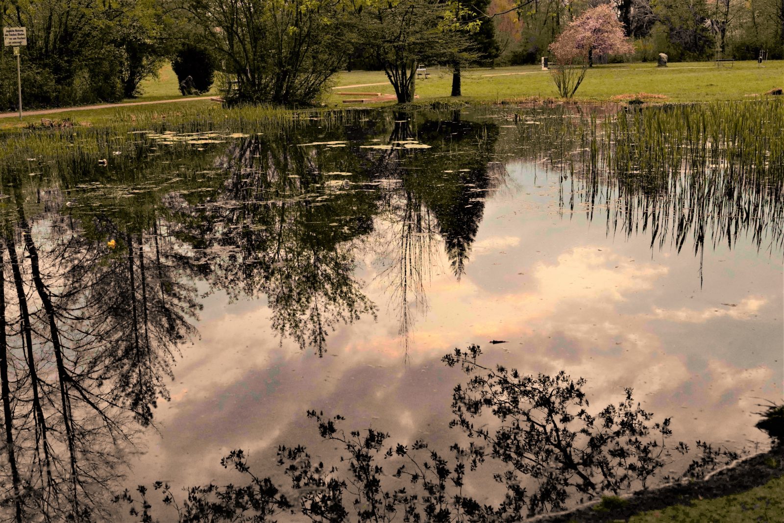 Teich 2 (2)