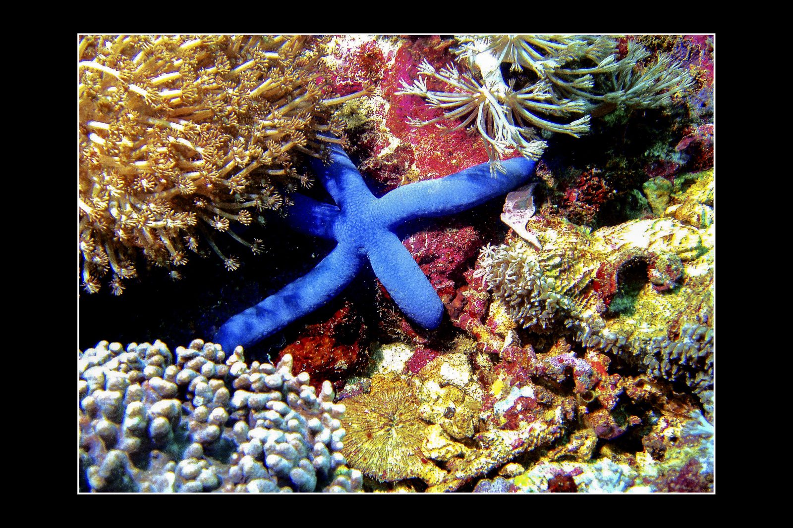 Lombok - Korallenlandschaft