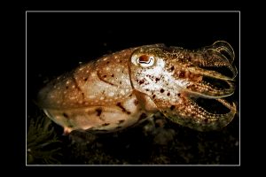 Philippinen - 0ktobus