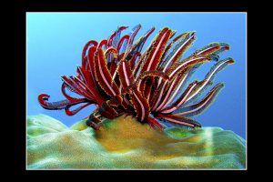 Ägypten - Federstern