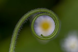 Gurkentrieb mit Gänseblümchen