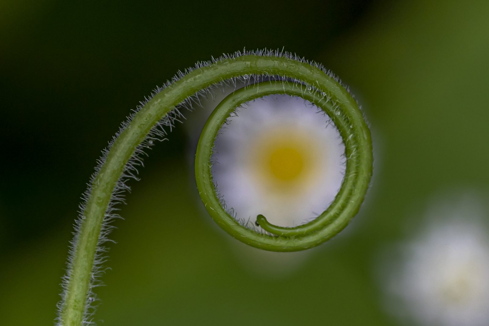 Gurkentrieb mit Gänseblümchen