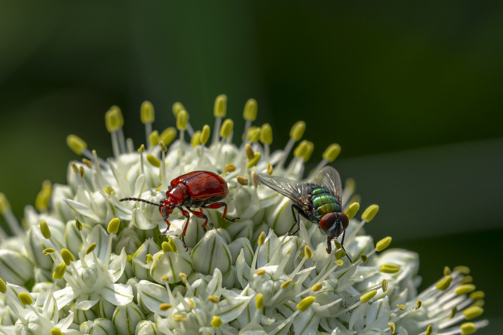 Käfer mit Fliege in Zwiebelblüte