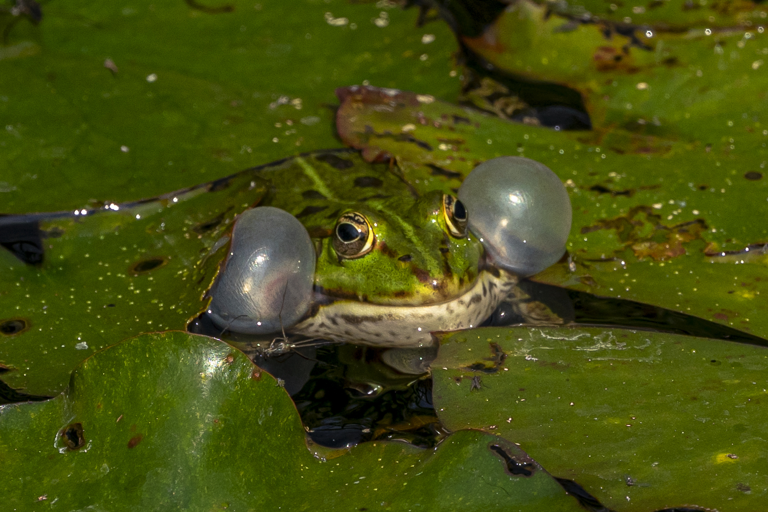 Frosch