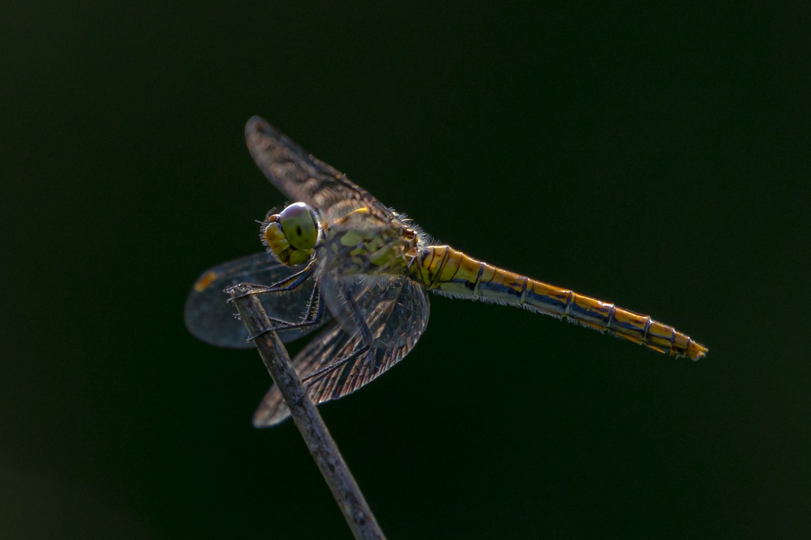 Libelle