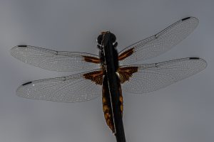 Plattbauchlibelle