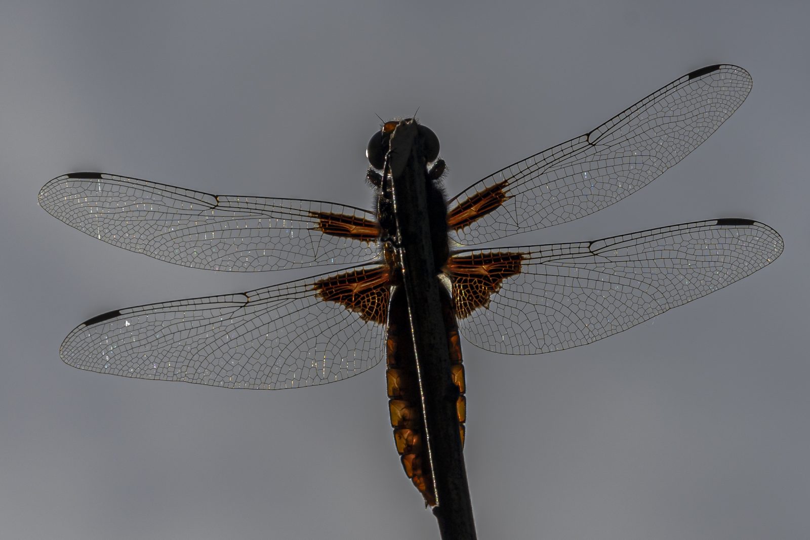 Plattbauchlibelle
