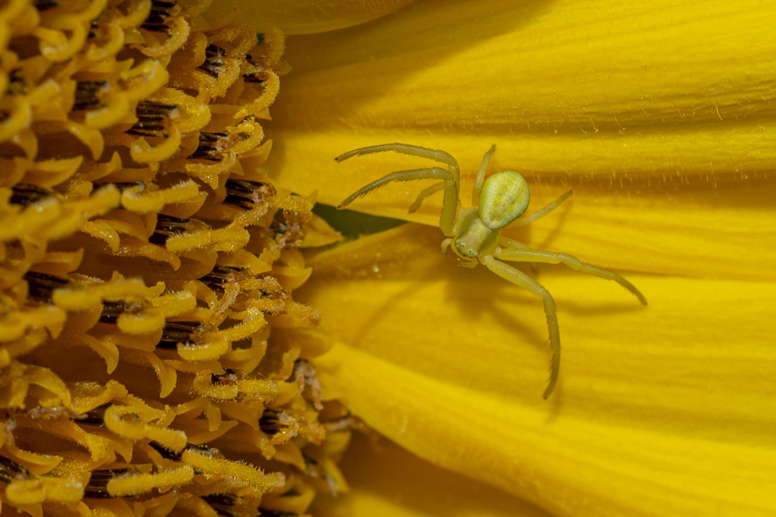 Krabbenspinne