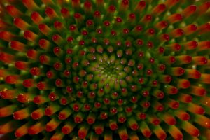 Blumenmitte