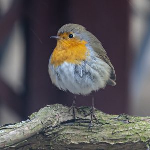 Rotkelchen